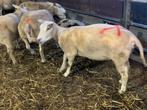 schapen, Vrouwelijk, Schaap