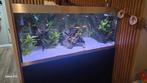 Oase 400 aquarium, Dieren en Toebehoren, Ophalen of Verzenden, Zo goed als nieuw, Gevuld zoetwateraquarium