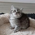 Britse korthaar kitten (kater), Dieren en Toebehoren, Katten en Kittens | Raskatten | Korthaar, 0 tot 2 jaar, Kater, Ontwormd
