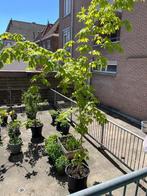 Suikeresdoorn, Tuin en Terras, Planten | Bomen, Halfschaduw, Overige soorten, Lente, 400 cm of meer