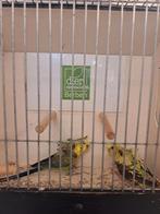 Koppel hagoromo blackwing x blackwing opaline, Dieren en Toebehoren, Vogels | Parkieten en Papegaaien, Meerdere dieren, Parkiet
