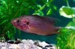 hemichromis bimaculatus 3-4 cm €9,95, Dieren en Toebehoren, Vis