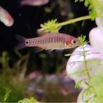 Microrasbora erythromicron, Dieren en Toebehoren, Vis