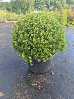 Ilex Crenata Convexa bolvormen, Tuin en Terras, Planten | Struiken en Hagen, Ophalen of Verzenden, Hulst, Struik, Minder dan 100 cm