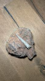 Fossiele Schelp in Steen, Ophalen, Fossiel