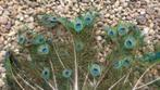 Natuurlijke Originele Pauwenveren Pauwenogen / prijs p. stuk, Huis en Inrichting, Woonaccessoires | Droogbloemen, Ophalen of Verzenden