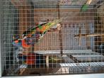 Bewezen koppel Lori Van De Blauwe Bergen, Dieren en Toebehoren, Meerdere dieren, Papegaai