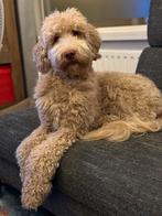 Australian Labradoodle puppies, Dieren en Toebehoren, 8 tot 15 weken, Meerdere, Meerdere dieren, Nederland
