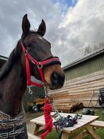 Paarden toebehoren, Ophalen, Overige soorten