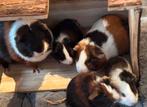 Leuke en schattige cavia’s te koop, Dieren en Toebehoren, Cavia, Juli, Meerdere dieren, Tam