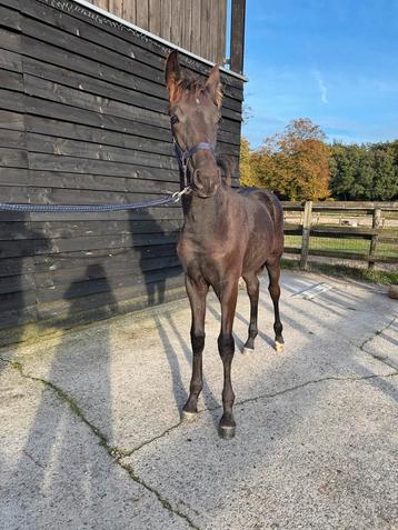 Merrieveulen , Perfect Secret x Lord Leatherdale beschikbaar voor biedingen