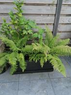 Grote bak met divserse vaste planten, Ophalen, Kunststof, Gebruikt, 60 tot 100 cm