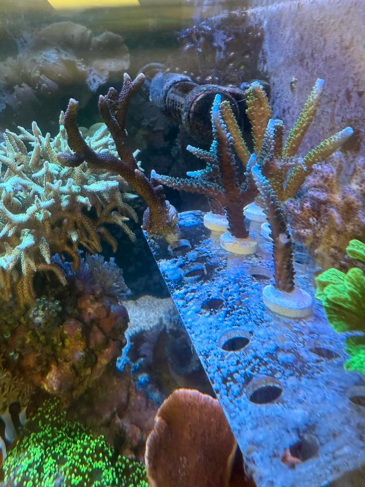 Sps koraal, acropora, pociopora, hydopora, Dieren en Toebehoren, Vissen | Aquariumvissen, Overige typen