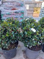Ilex mes. 'Blue Maid' (Blauwe Hulst) 30-40 cm, Tuin en Terras, Planten | Struiken en Hagen, Ophalen, Hulst, Minder dan 100 cm