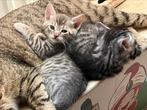 Mooie Bengaalse kittens tijgerkat bengaal kat, Meerdere dieren, Gechipt, 0 tot 2 jaar