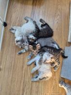 Siberische x ragdoll kittens, Dieren en Toebehoren, Katten en Kittens | Raskatten | Korthaar, Meerdere dieren, Gechipt