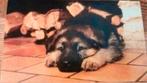 Ansichtkaart herder pup., Ophalen of Verzenden, 1980 tot heden, Paard