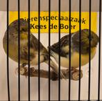 Mooie koppels gloster kanaries, Dieren en Toebehoren, Meerdere dieren, Kleurkanarie