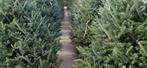 Grote kerstbomen ( +/- 4  meter), Tuin en Terras, Planten | Bomen, Ophalen, Volle zon, Overige soorten, 400 cm of meer