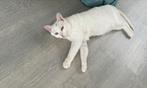 Kater, Dieren en Toebehoren, Katten en Kittens | Raskatten | Korthaar, Kater, Gechipt, 0 tot 2 jaar