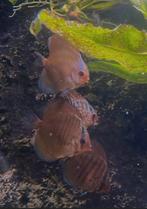 Jongen discussen  12 eu per stuk, Dieren en Toebehoren, Vissen | Aquariumvissen, Vis