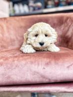 Lieve,sociale Havanezer pupjes bij ons geboren !!, Dieren en Toebehoren, Honden | Chihuahua's en Gezelschapshonden, België, Overige rassen