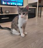 Aanhankelijke kittens opzoek naar liefdevolle thuis, Dieren en Toebehoren, Katten en Kittens | Overige Katten, Meerdere dieren