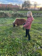 Lieve kinder pony, Dieren en Toebehoren, Stalling en Weidegang