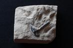 Enchodus (Matrix) Boven-Krijt, Verzamelen, Mineralen en Fossielen, Ophalen of Verzenden, Fossiel