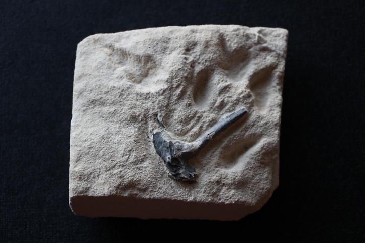 Enchodus (Matrix) Boven-Krijt, Verzamelen, Mineralen en Fossielen, Fossiel, Ophalen of Verzenden