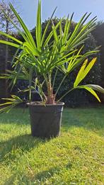 Palmboom, Lente, Minder dan 100 cm, Palmboom, Ophalen