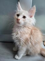 Maine coon kittens, Dieren en Toebehoren, Meerdere dieren, Gechipt, 0 tot 2 jaar