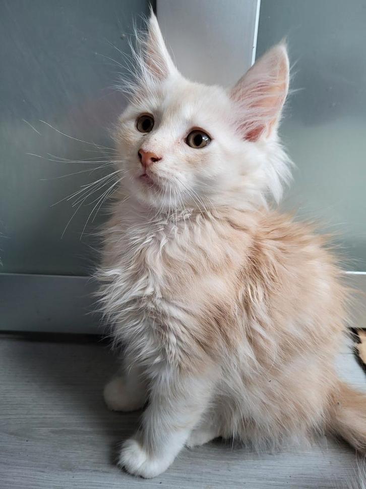 Maine coon kittens, Dieren en Toebehoren, Katten en Kittens | Raskatten | Langhaar, Meerdere dieren, 0 tot 2 jaar, Gechipt, Ontwormd
