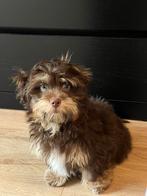 Herplaatser: Boomer pup, puppy, hondje, reu, 13 weken oud, Dieren en Toebehoren, 8 tot 15 weken, Eén hond, Nederland, Particulier