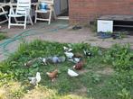 duiven, Meerdere dieren, Schaap