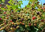 Bramen planten, Tuin en Terras, Ophalen, Zomer, Vaste plant, Fruitplanten