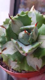 Agave Potatorum Ouhi-Raijin variegata, Vetplant, Ophalen of Verzenden, In pot, Minder dan 100 cm