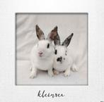 Raszuivere jonge kleinrex, Dieren en Toebehoren, Mannelijk, Dwerg