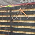 Herfstdeal!! Mooie rietmatten 2 meter hoog x 5,50/6 meter!!, Ophalen, Nieuw, 200 cm of meer, 200 cm of meer