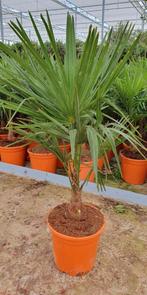 Trachycarpus fortunei (Chinese waaierpalm) p27, Volle zon, Ophalen of Verzenden, Palmboom