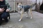 kenjy en Chrissy  beide ter adoptie, Particulier, Rabiës (hondsdolheid), Buitenland, Groot