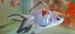 Leeuwenkoppen Oranda, Vis