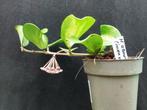 hoya obovota, Overige soorten, In pot, Minder dan 100 cm, Bloeiende kamerplant