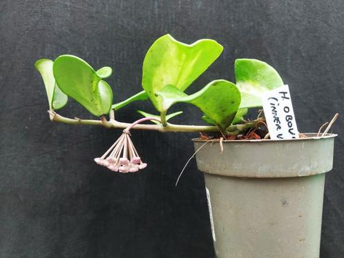 hoya obovota, Huis en Inrichting, Kamerplanten, Overige soorten, Minder dan 100 cm, Bloeiende kamerplant, Halfschaduw, In pot