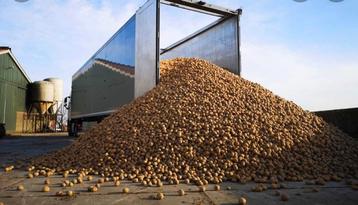 Gezocht aardappelen voor Veevoer,Industrie,Vlokken beschikbaar voor biedingen