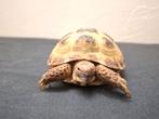 Russiche Schildpad+Terrarium en toebehoren, Dieren en Toebehoren, Ophalen, Terrarium of Paludarium