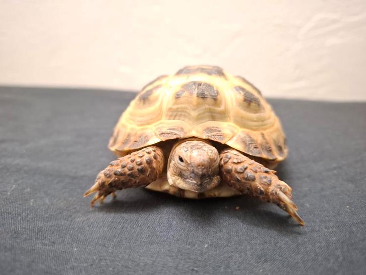 Russiche Schildpad+Terrarium en toebehoren, Dieren en Toebehoren, Reptielen en Amfibieën | Toebehoren, Terrarium of Paludarium