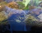 Helena slakken, Dieren en Toebehoren, Vissen | Aquariumvissen, Slak of Weekdier