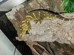 1.1. Mt Koghis Rhacodactylus Leachianus, Hagedis
