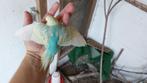 Baby parkiet, Dieren en Toebehoren, Vogels | Parkieten en Papegaaien, Geslacht onbekend, Parkiet, Geringd